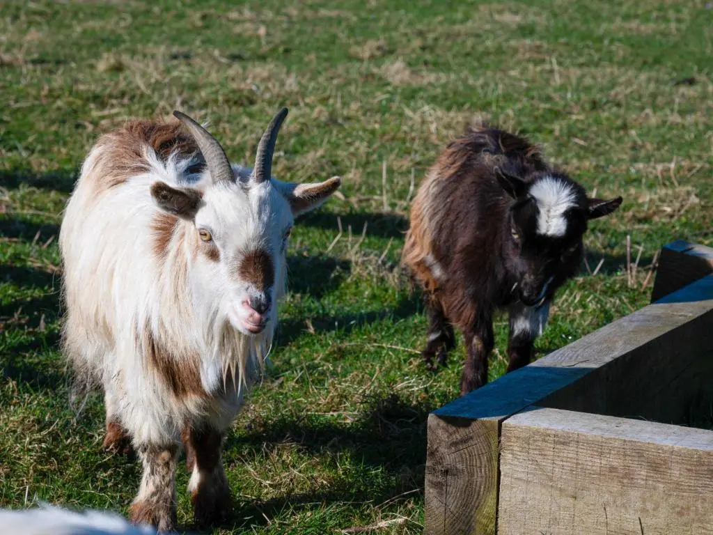 two goats standing in a field near a fence at Studio Crofters View by Interhome in Inverness