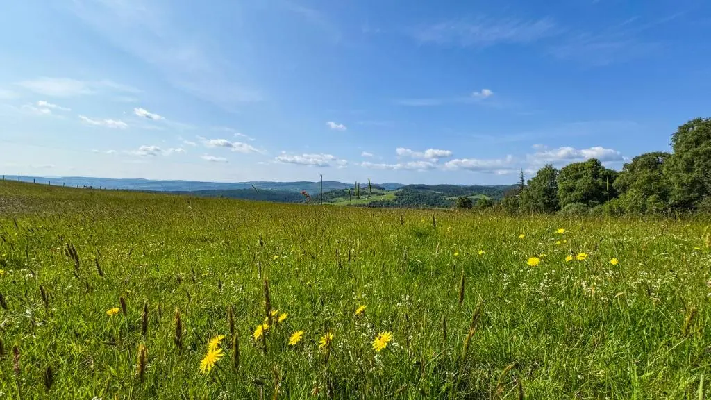 a field of grass with yellow flowers in a field at Cnocvann Croft Shepherd Huts in Kilmorack