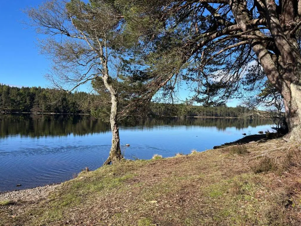 two trees on the shore of a lake at Migdale Heights - Luxury Cabins in The Highlands in Bonar Bridge