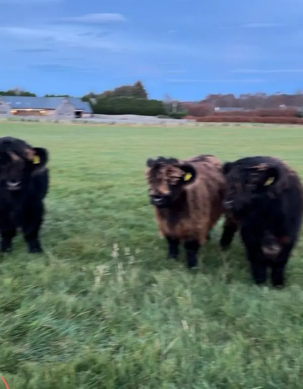 three cows standing in a field of grass at Daviot Lodge apartment in Daviot