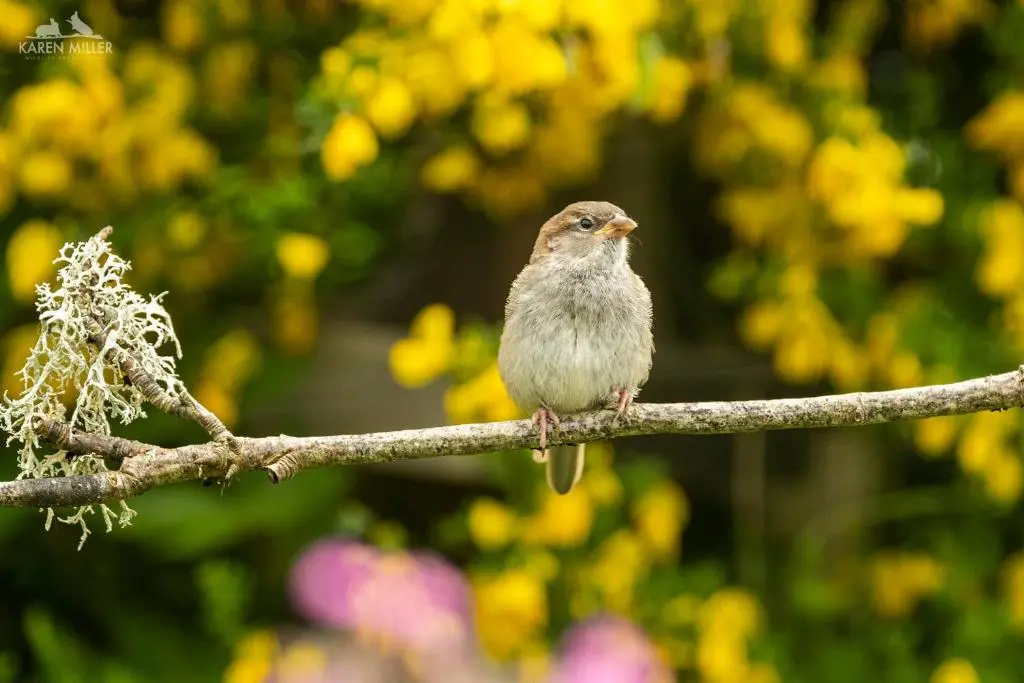 a small bird sitting on a tree branch at The Drey Inchberry
