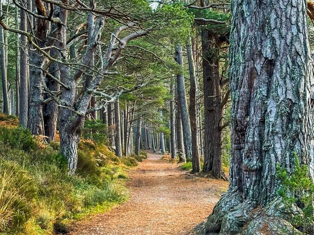 a dirt road through a forest with trees at Lodge 58 in Aviemore
