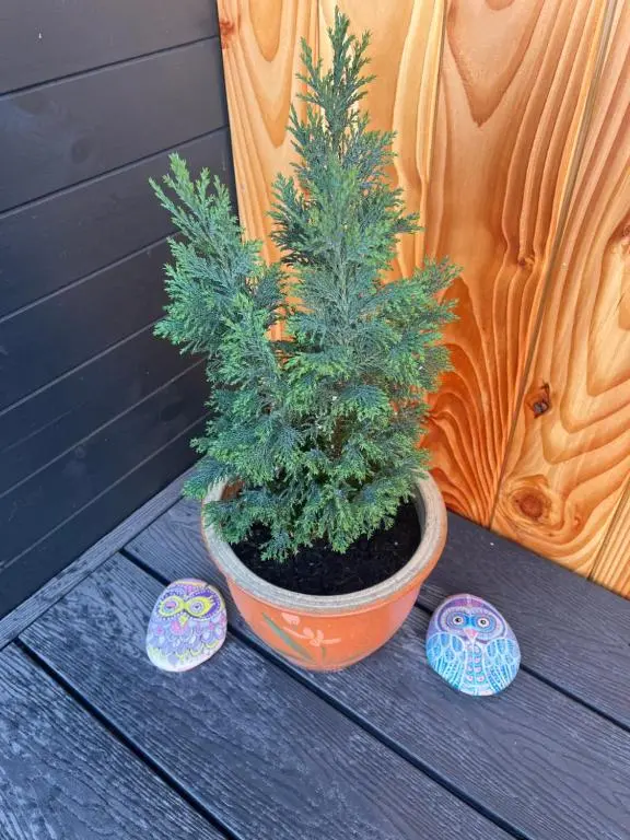 a small pine tree in a pot on a table at Barn Owl Pod - Speyside in Carron