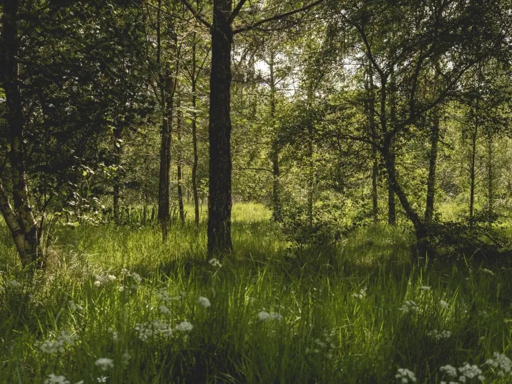 a field of tall grass with trees and flowers at Phils House in Lairg