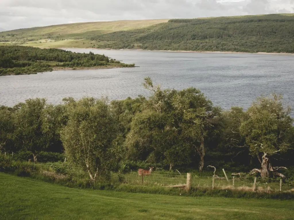 a horse standing in a field next to a lake at Phils House in Lairg