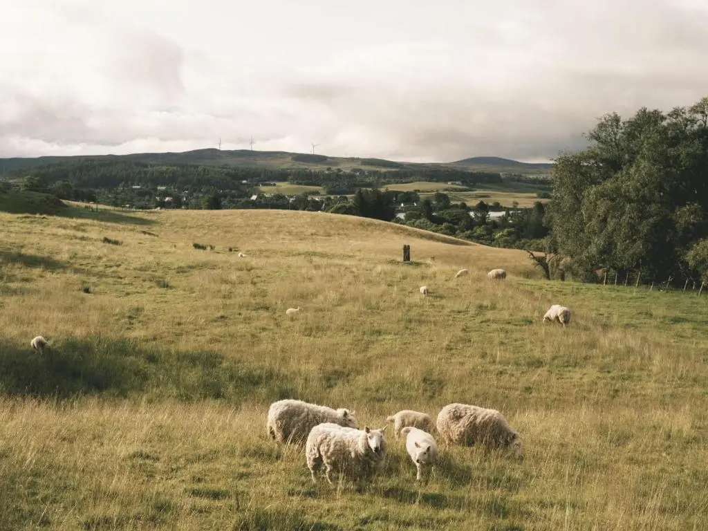 a herd of sheep grazing in a grassy field at Reids Cottage in Lairg