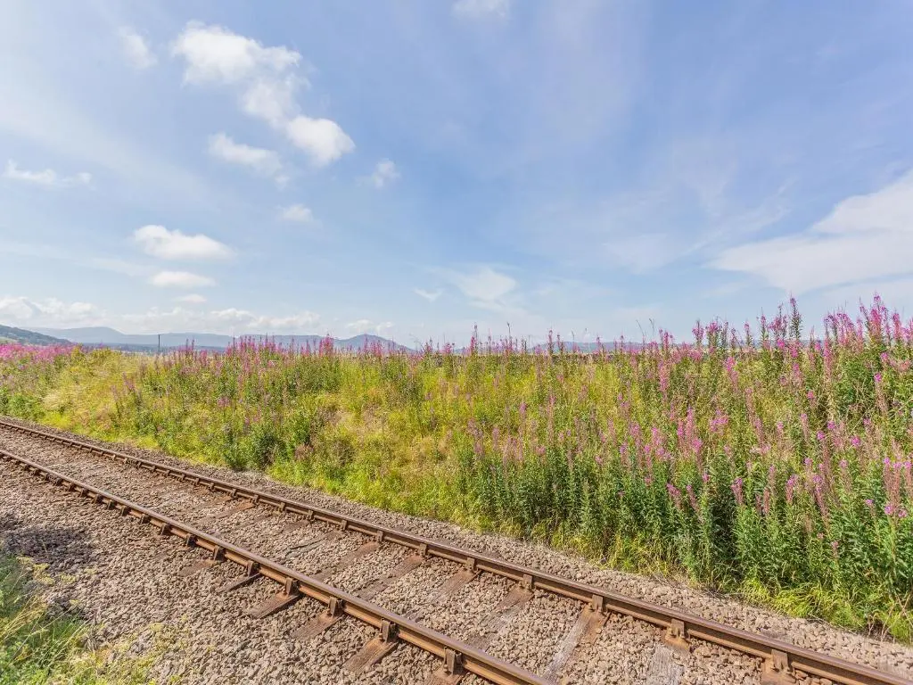 a train track next to a field of flowers at Sunny Firth in Tain
