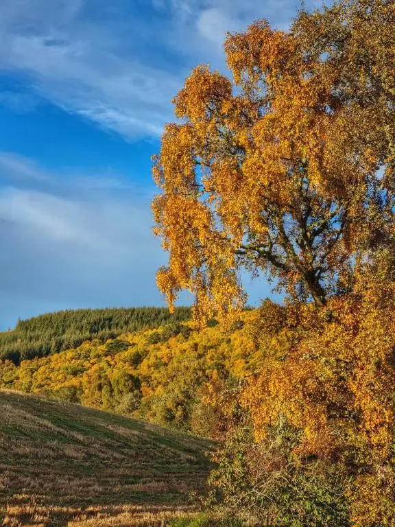 a tree on top of a hill in the fall at Remore Steading - Coachhouse in Ardclach