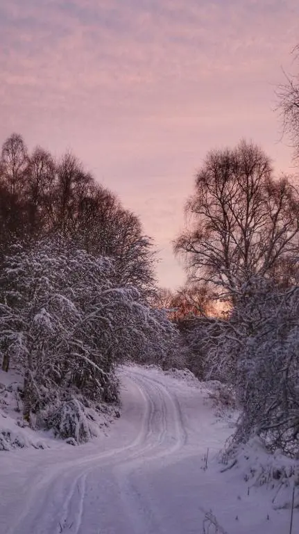 a snow covered road with trees on the side at Remore Steading - Coachhouse in Ardclach