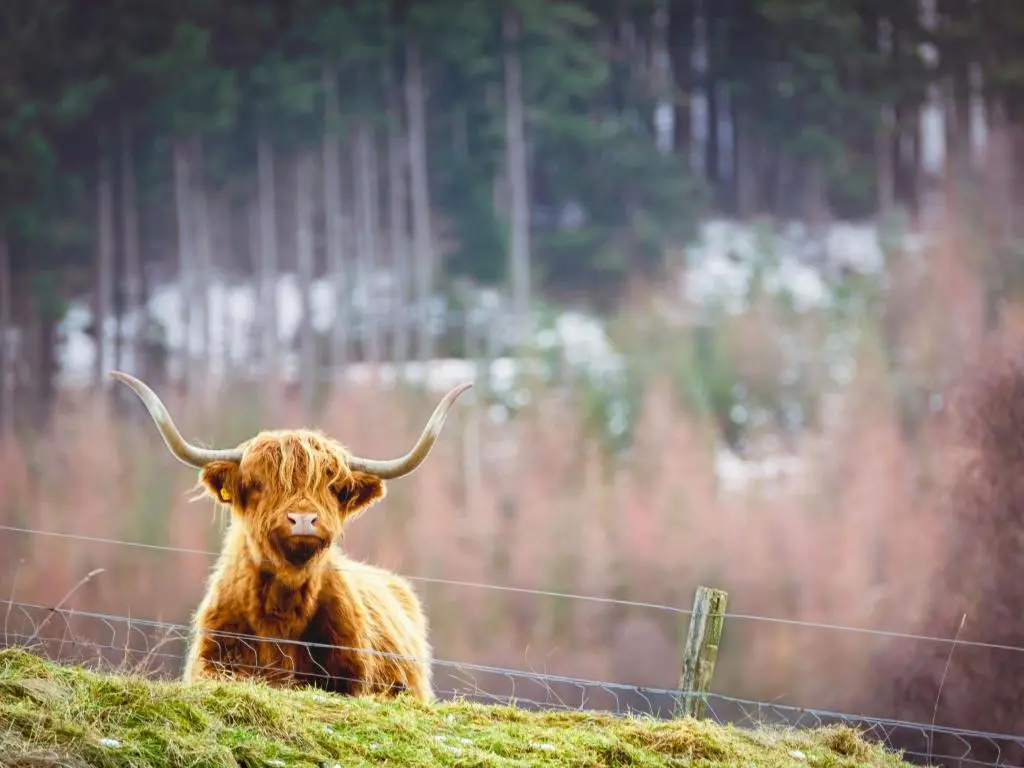 a brown bull sitting on a hill next to a fence at Holiday Home Highland Cottage by Interhome in Drumnadrochit