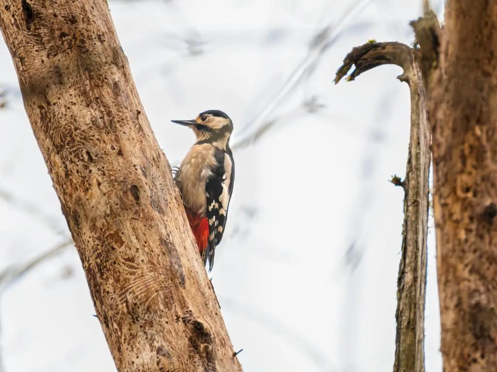 a bird perched on the side of a tree at Holiday Home Highland View by Interhome in Drumnadrochit