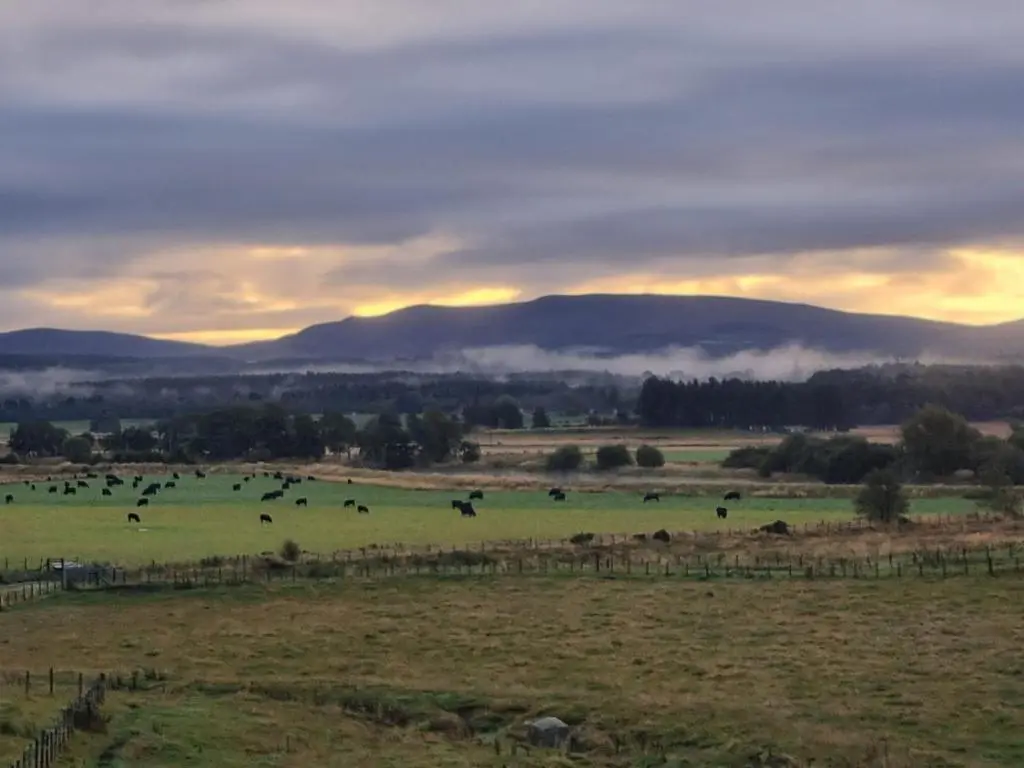 a group of cows grazing in a field at sunset at The Rowan in Boat of Garten