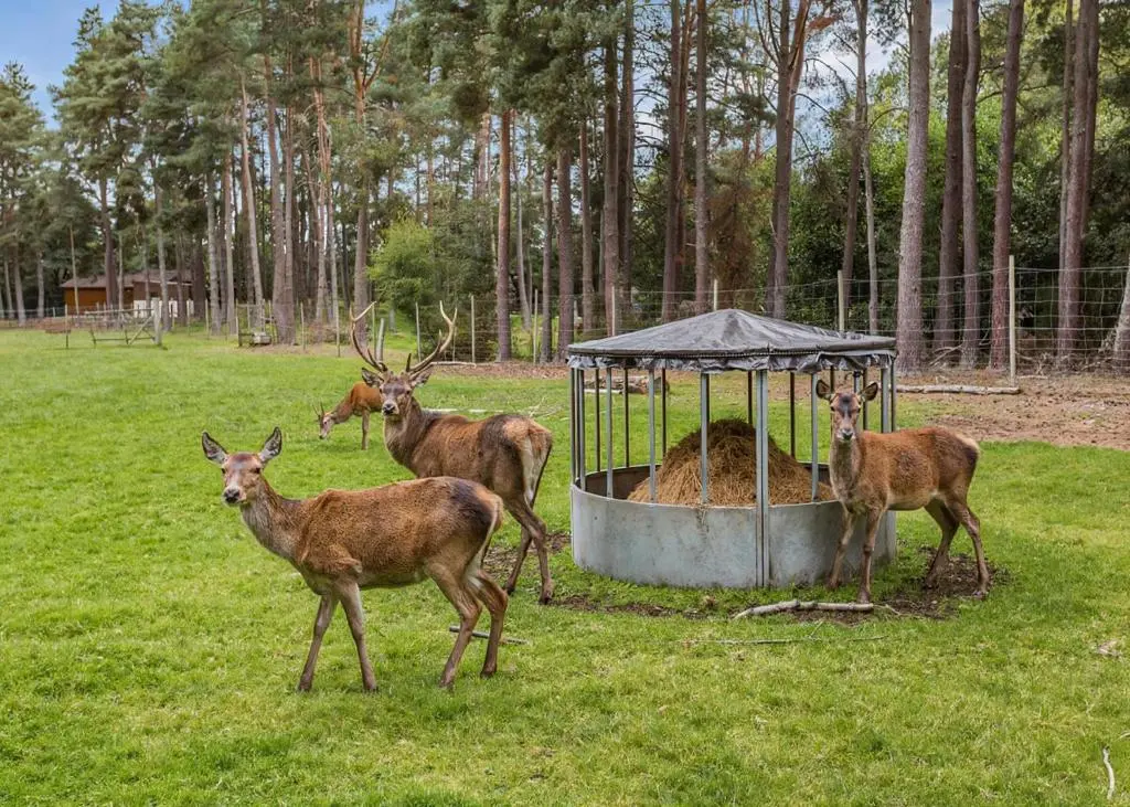 a group of deer standing around a feeder in a field at Delny Highland Lodges in Barbaraville