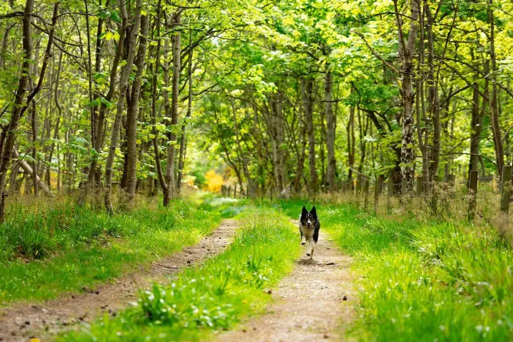 a dog walking down a dirt road in the woods at Wynstone Cottage, Speyside in Fochabers