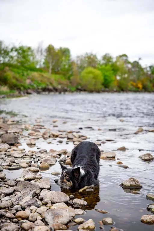 a dog standing in the water on a rocky river at Wynstone Cottage, Speyside in Fochabers