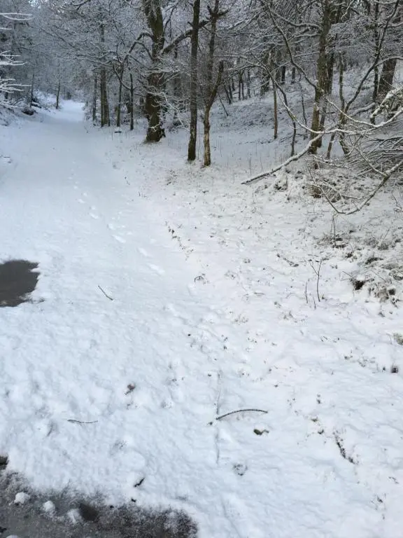 a snow covered path in a forest with trees at Treetops Bungalow Loch Ness in Drumnadrochit
