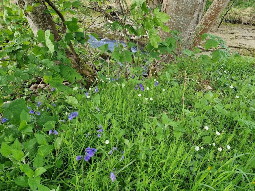 a bunch of purple flowers in the grass at Highland River Cottage with Hot Tub in Evanton