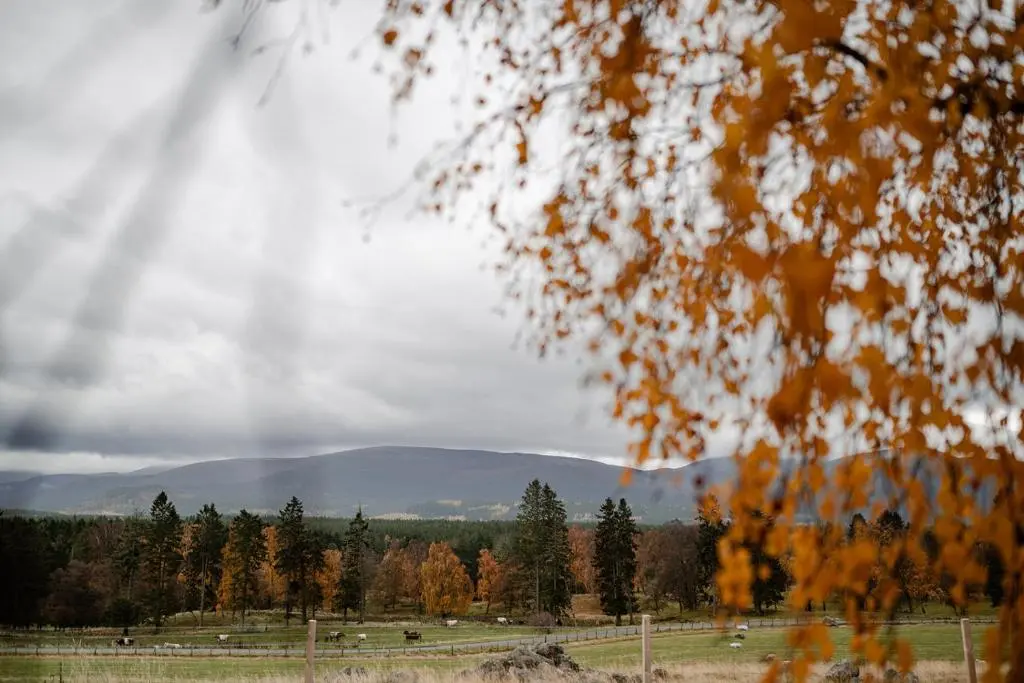 a view of a field with mountains in the background at Garradh Cottage - Seasgair Lodges in Kincraig