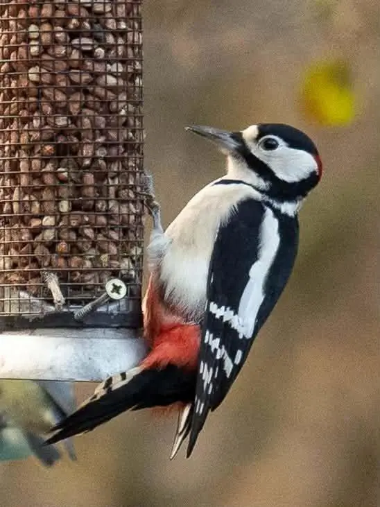 a bird is sitting on a bird feeder at Ardachy Riverside Accessible One bedroom Holiday let in Fort Augustus
