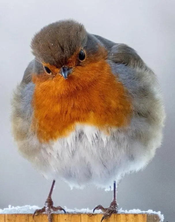 a small bird sitting on top of a post at Ardachy Riverside Accessible One bedroom Holiday let in Fort Augustus