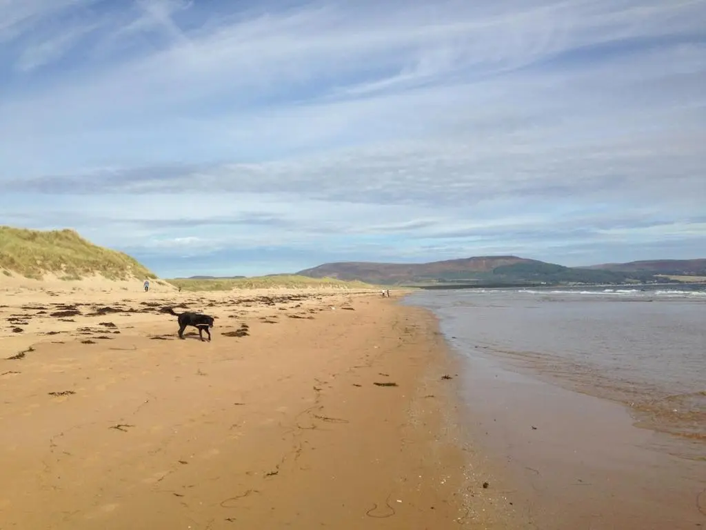a dog standing on a beach near the water at Special Offer, Cosy Cottage Near the Sea in Embo in Embo