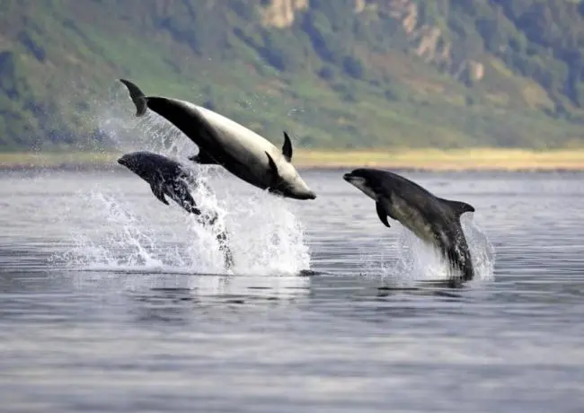 three dolphins jumping out of the water at Grant Arms Hotel in Cullen