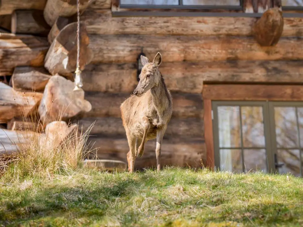 a deer standing in front of a log cabin at Sylvia - Uk50065 in Struy