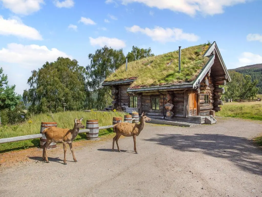 two deer standing in front of a log cabin at Buteo - Uk50068 in Struy