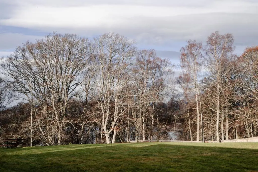 a group of trees in a park with a green field at Inshlea - Seasgair Lodges in Insh