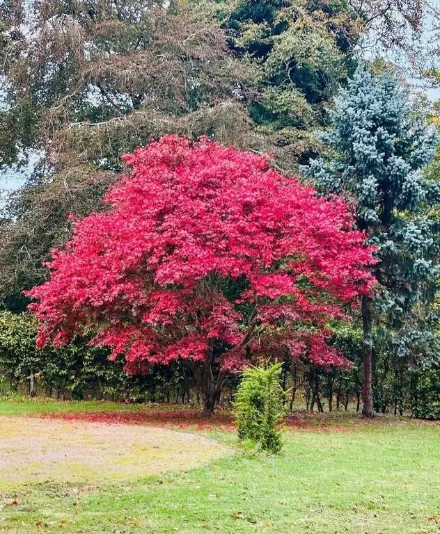 a tree with red leaves in a field at Bliss Cottage in Nairn