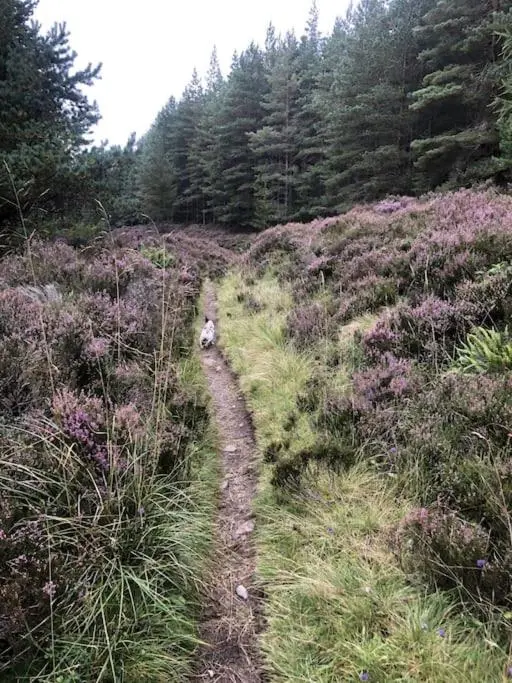 a path in the middle of a field with trees at Kirkstone Lodge in Insh