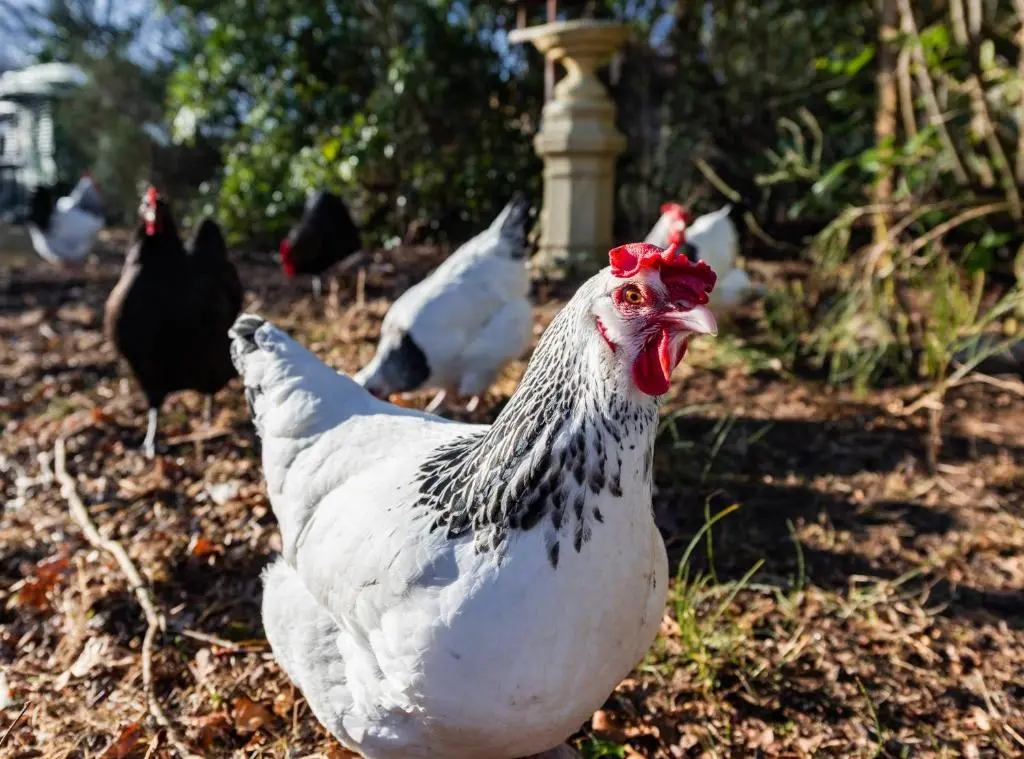 a group of chickens standing in a field at Elgin Self Catering Holiday Cottage in Elgin