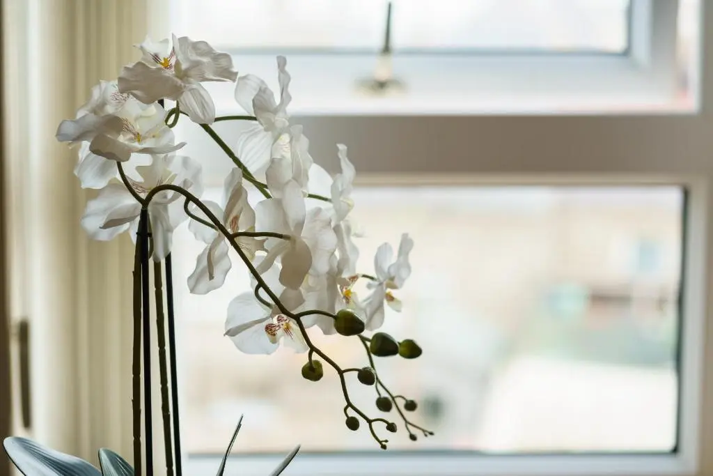 a vase filled with white flowers in front of a window at Lossiemouth Haven in Lossiemouth