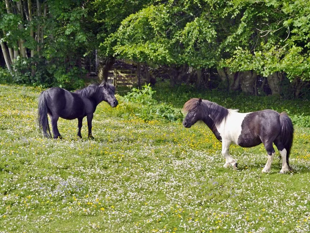 two horses standing in a field of flowers at Kinnettas Cottage in Strathpeffer
