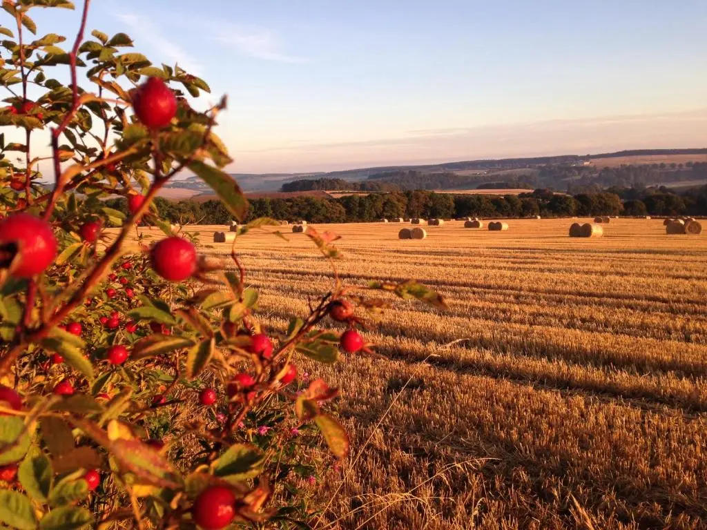 an apple tree in the middle of a field at Eastwood Cottage in Turriff