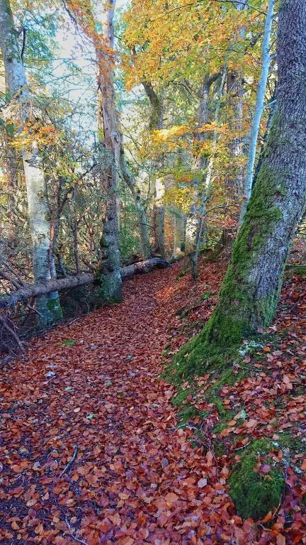 a path covered in leaves in a wooded area at Loch Ness Highland Cottages with partial Loch View in Invermoriston
