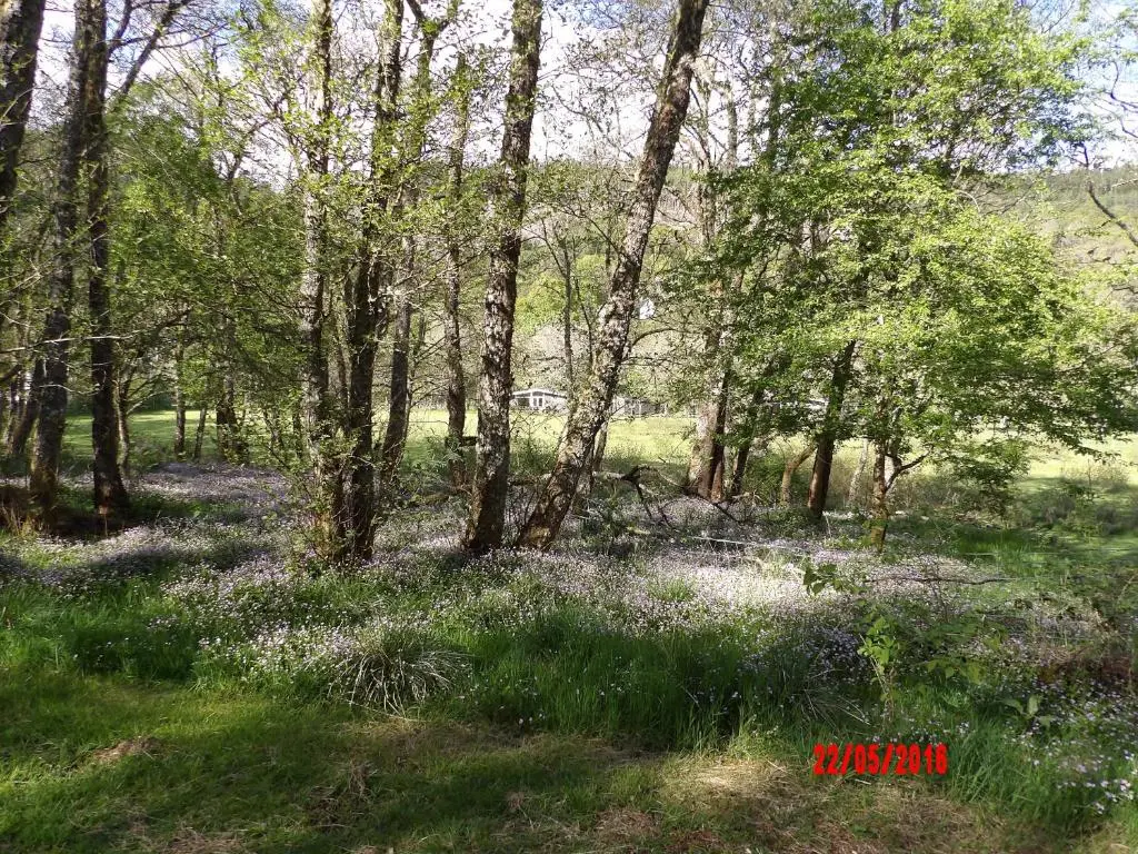 a forest filled with lots of trees and purple flowers at Forest Glen Holiday Park in Invermoriston