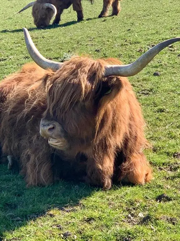 a brown bull laying in a field of grass at Inveravon Holiday Home in Dufftown