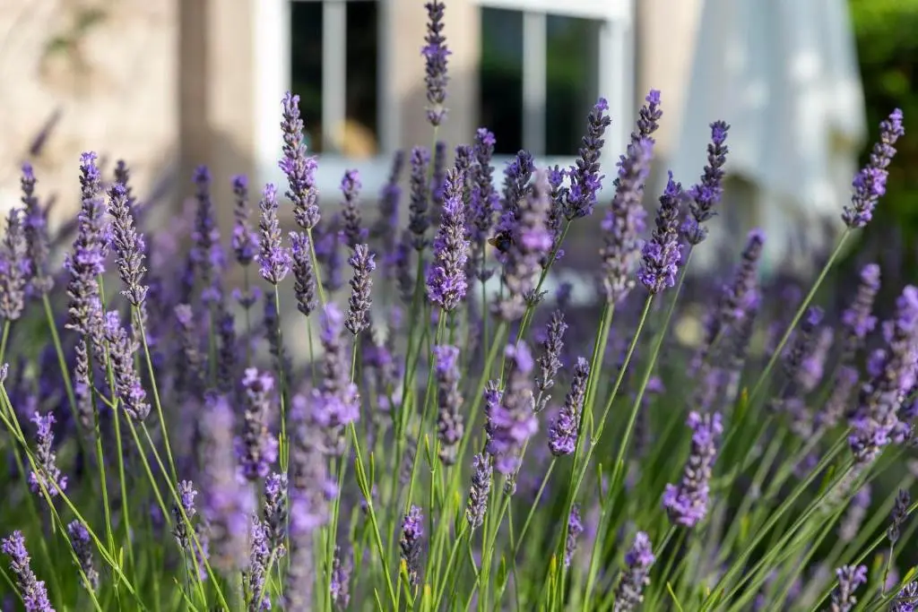 a bunch of purple lavender in front of a building at Cawdor House B&B in Nairn