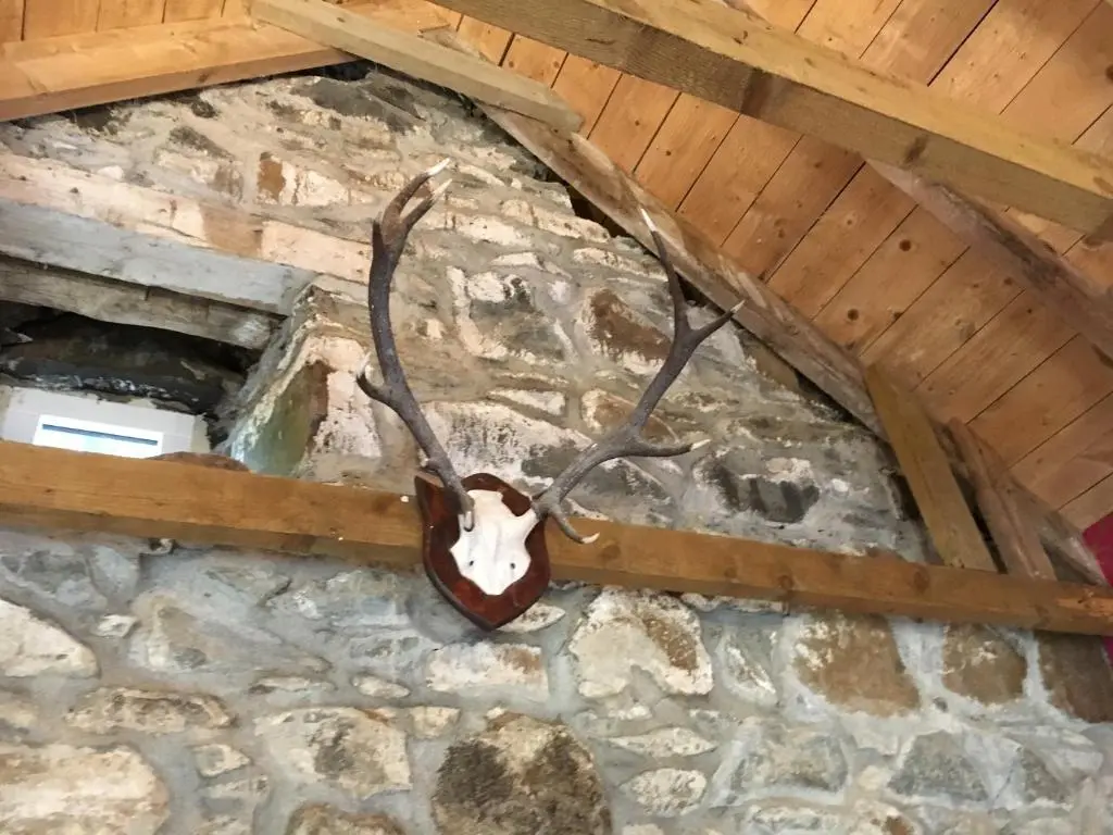 a cow head on the floor of a attic at Glamping Bothie in Inverurie