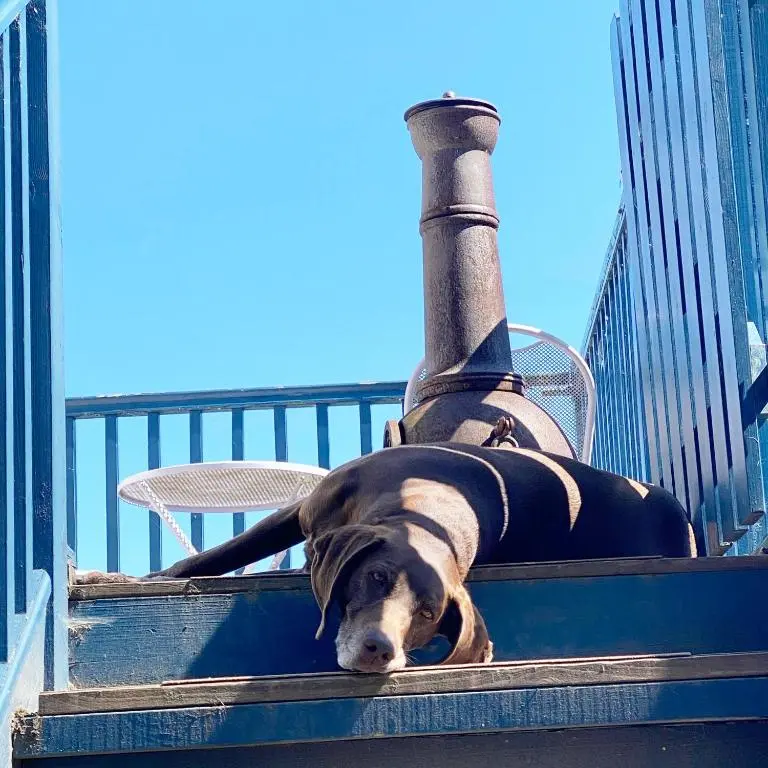 a dog is laying in the back of a truck at Tanar View in Aboyne