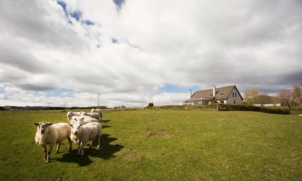 a herd of sheep standing in a field at Leanach Farm in Inverness