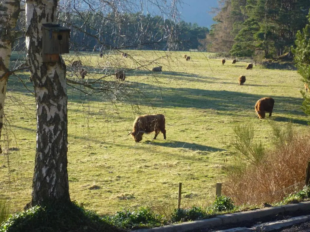 a group of cows grazing in a field at Camusmore House in Aviemore