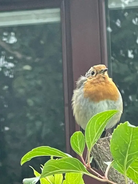 a bird perched on top of a plant at Coppice Cottage in Grantown on Spey