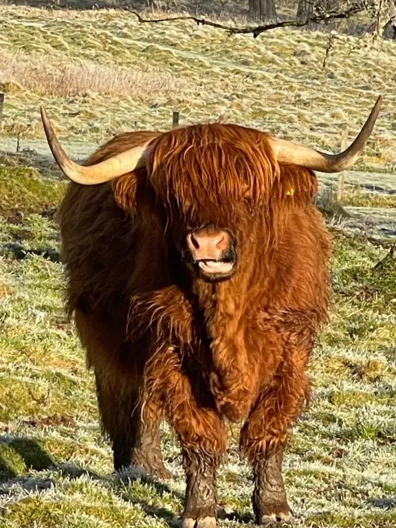a yak with long horns standing in a field at Coppice Cottage in Grantown on Spey