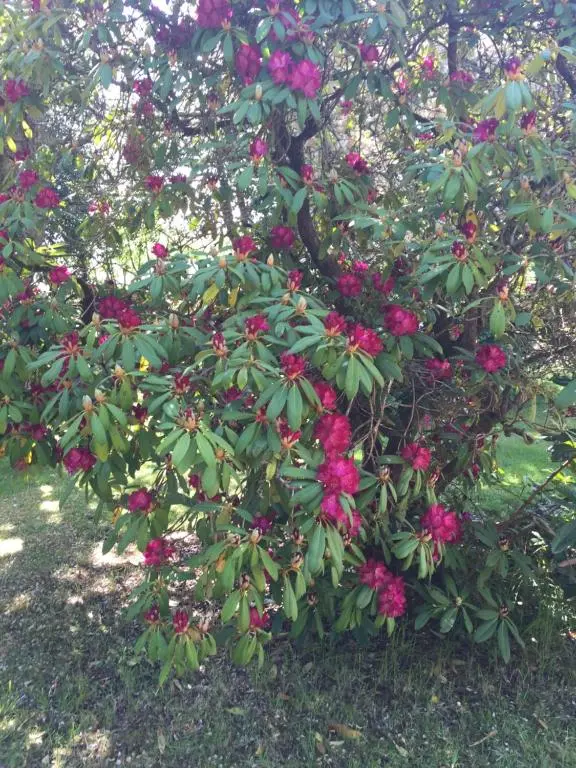 a bush with pink flowers on a tree at Firlands Lodge in Forres