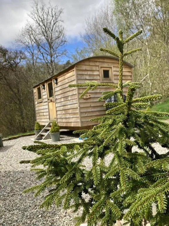 a wooden cabin with a pine tree in front of it at Highland Bear Lodge & Luxury Bear Huts in Drumnadrochit