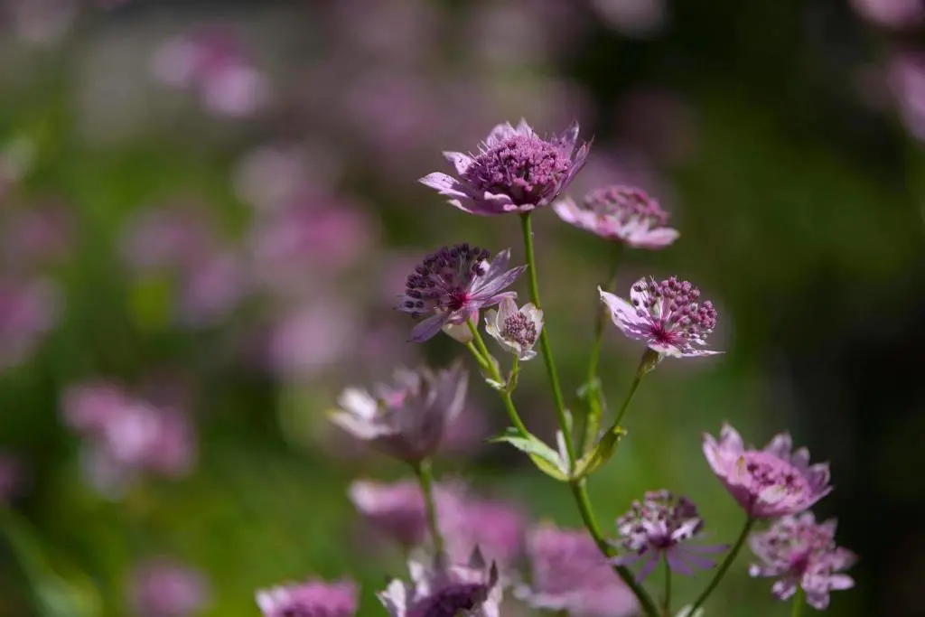 a bunch of purple flowers in a field at Albatross B&B Dornoch in Dornoch