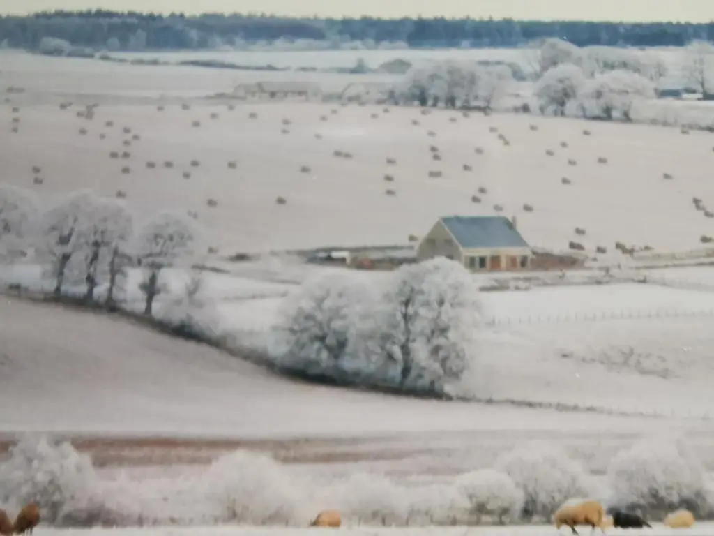 a field covered in snow with a barn and horses in it at Hillhaven Bed &Breakfast in Fortrose