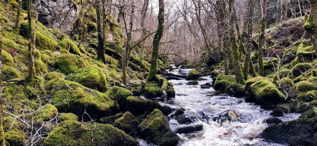 a stream in a forest with mossy rocks and trees at Sunrise House in Inverfarigaig